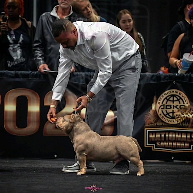 Image principale de Better The Breed Festival & Dog Show