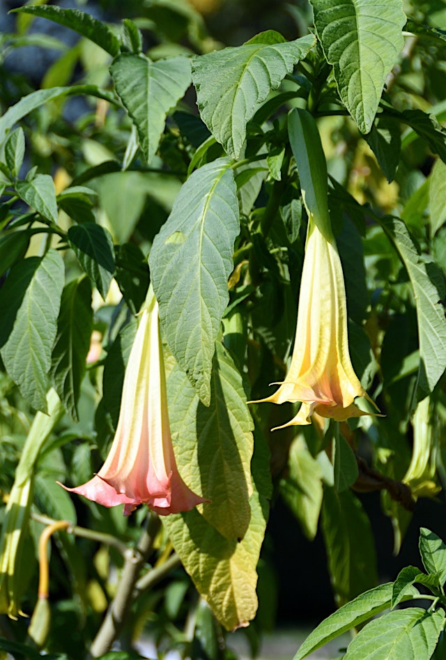 Image principale de Poisonous Plants ☠️