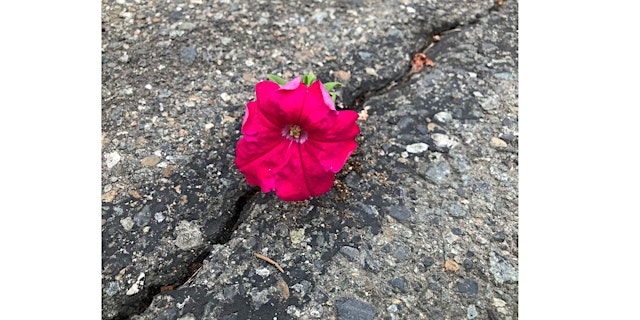 Image principale de Building Resiliency and Understanding Trauma