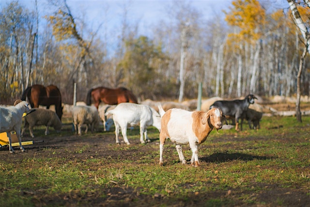 Image principale de July Open Sanctuary Day at Free From Farm Sanctuary