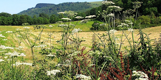 Hauptbild für Depicting Landscape in Art – Grasses and Wild Growth, Henfield (100337035)