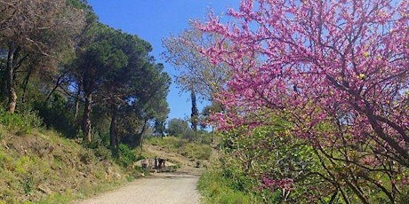 Imagen principal de Collserola desde La carretera de les Aigües hasta Les Planes.