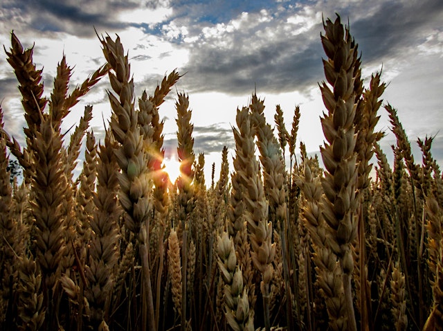Image principale de Lughnasadh: The First Harvest