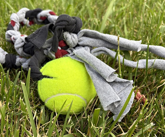Hauptbild für Wagging Tails Workshop - Make Your Own Dog Toy