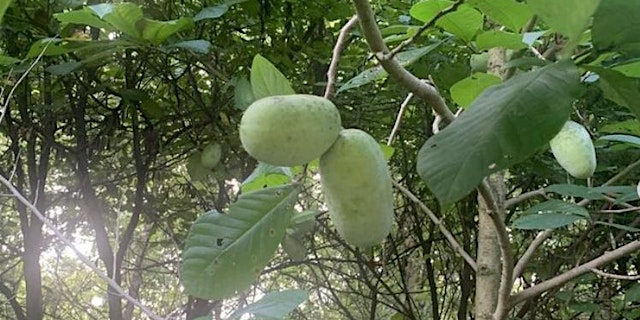 Image principale de Paw Paw Haul with Alecks Moss