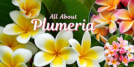 All About Plumeria and Other Tropical Plants - Free Class primary image