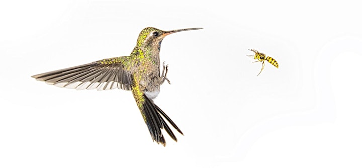 Apr 29-May 2, 2021 - Arizona Hummingbird & Night Photog: Madera Canyon image