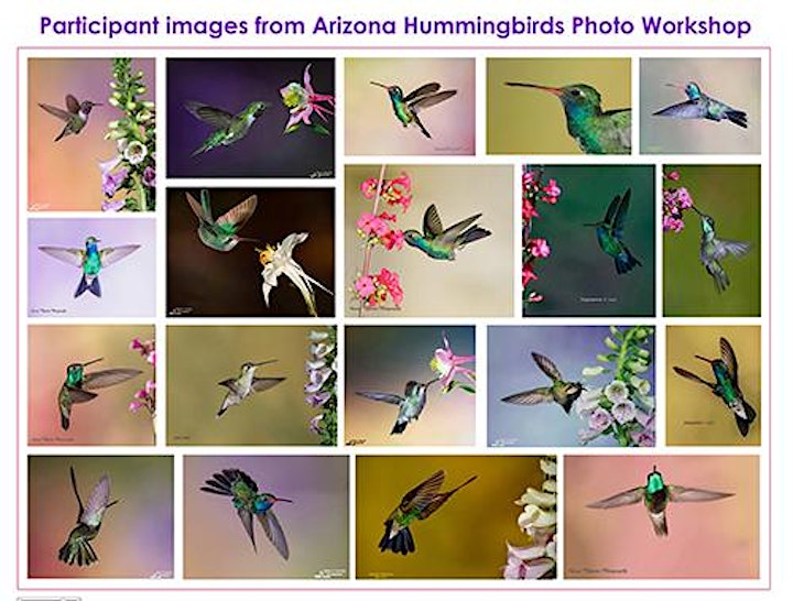 Apr 29-May 2, 2021 - Arizona Hummingbird & Night Photog: Madera Canyon image
