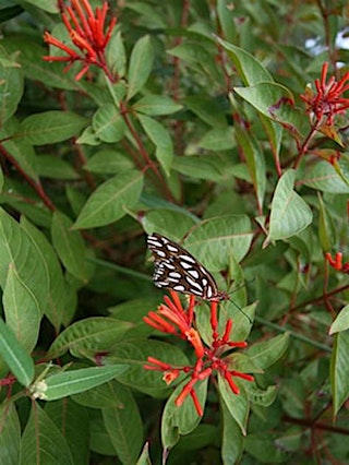 Imagen principal de Native Plants to Love