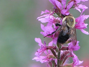 Working with essential oils {our Plant Allies} - the basics primary image