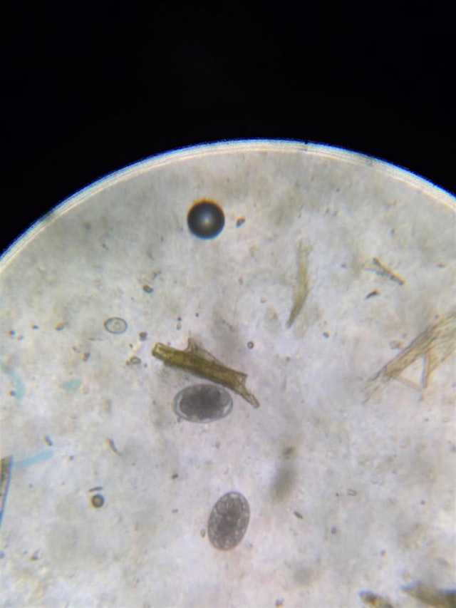 Image principale de Fecal Egg Counting Workshop, Davie County