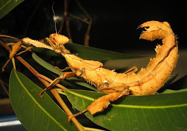 Image principale de National Science Week: Media Lab: Mini-Beast Photography