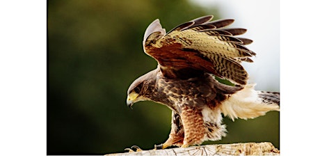 Raptor Road Show! Ohio School of Falconry primary image