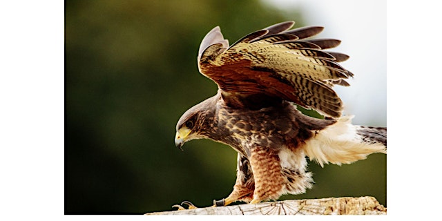 Raptor Road Show! Ohio School of Falconry primary image