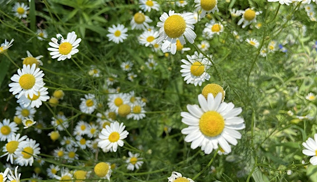 Image principale de Nature Kids: Herbal Tea Party