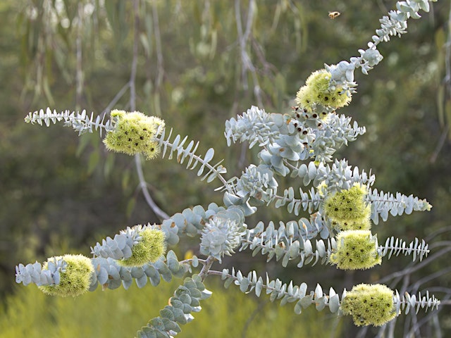TREADING SOFTLY: Mindfully Meeting Nature in Kings Park primary image
