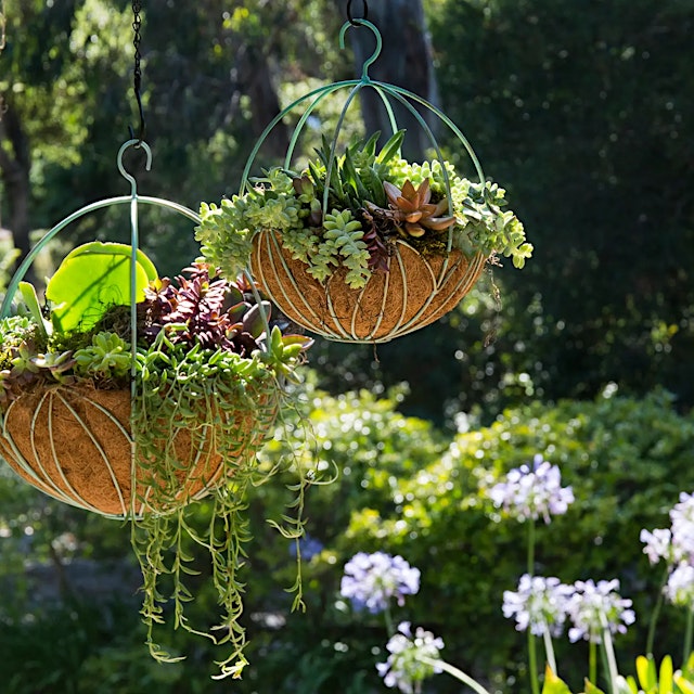 Image principale de Hands-On with Villa Succulents: Succulent Sphere