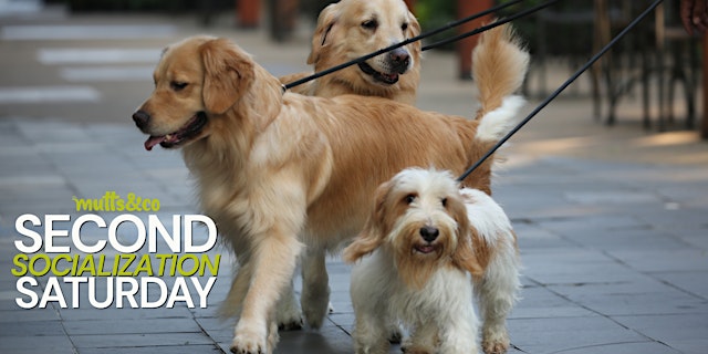 Image principale de Second Socialization Saturday (Dublin)