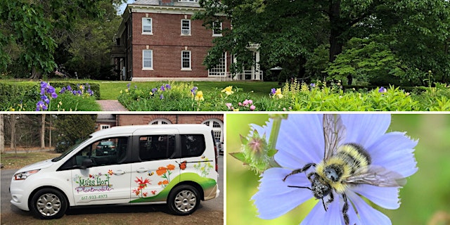 Image principale de Blooms, Bees & Butterflies: Discover Pollinators at Minute Man