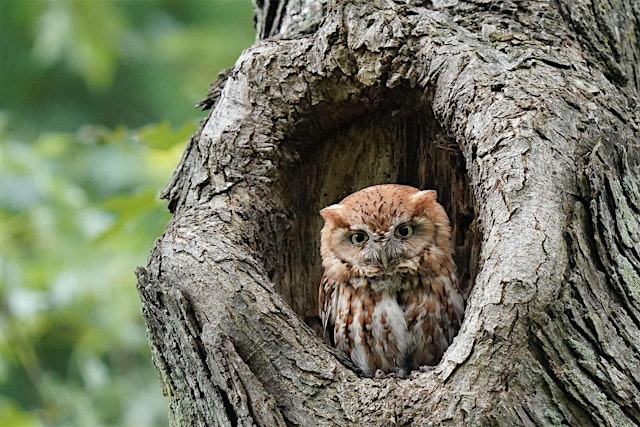Imagem principal de WBU Athens Bird Walk with Mark @ Sandy Creek Nature Center
