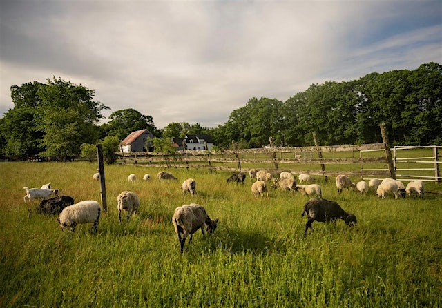 Farm Flow at Lily Brook primary image