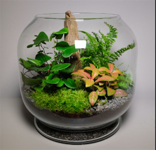 Image principale de Terrarium Workshop