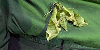 Moth Night 2026, in Taconic State Park primary image