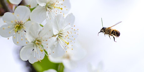 Attracting Good Insects & Pollinators - Webinar primary image