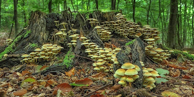 The Magic of Mushrooms primary image