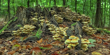 Immagine principale di The Magic of Mushrooms