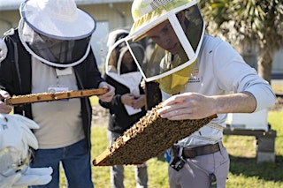 Image principale de Beekeeping 101: Getting Started with Your First Hive