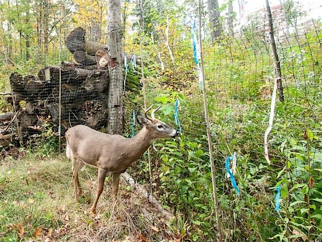 Image principale de Minimizing Deer Impacts on Forests