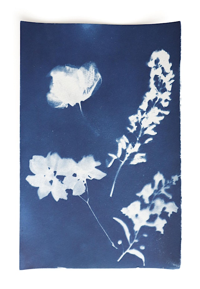 Summer ART Werx | Family ART Workshops | Cyanotypes primary image