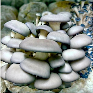 Image principale de Grow Mushrooms with MYPI