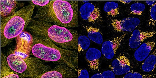 Immunofluorescence Workshop: Make your data glow! primary image