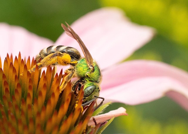 Primaire afbeelding van Native Bee Bootcamp