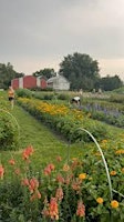 Image principale de Pick Flowers @ Farmhouse Blooms & Lunch @ SoHi/Oxford