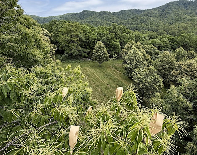 Imagen principal de Tree Basics Talk: History of the American Chestnut