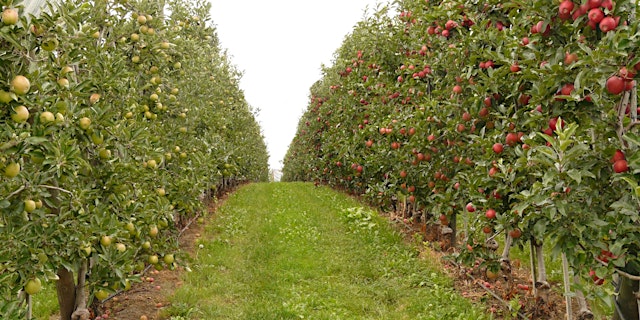 Imagen principal de Day Trip: Apple Hill Adventures