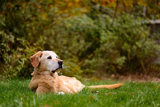 Image principale de Pet Photography for People Who Love Their Pets- Rob Sylvan, Canon
