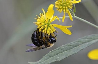 Pollinator Party primary image