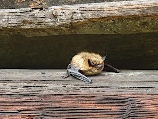Imagen principal de Wild about Bats!