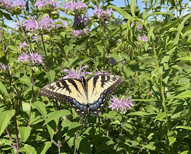 Image principale de Pollinator Palooza at Mason Neck State Park