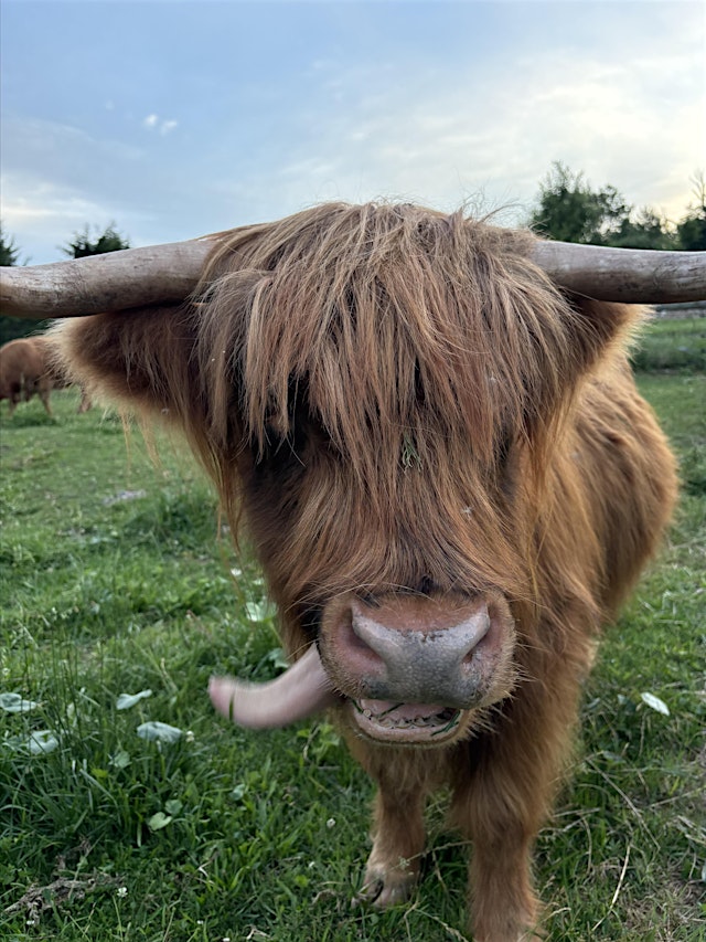 Image principale de Highland Cow Meet and Greet