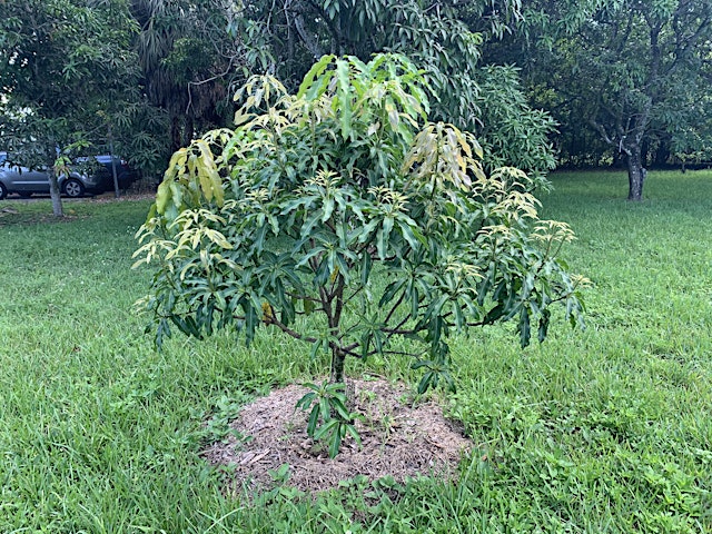 Image principale de Hands-on Pruning of Tropical Fruit Trees
