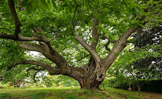 MSL Community Tree Walk primary image