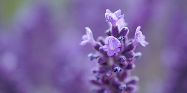 Image principale de Macro Photography Class & Photowalk