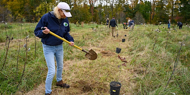 Fall Tree Planting primary image