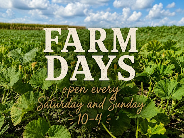 Image principale de Regular Farm Hours - Pumpkins, Kids Activities, Corn Maze, Vendors