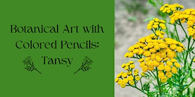 Botanical Art with Colored Pencils: Tansy